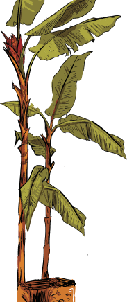 planta-SI25